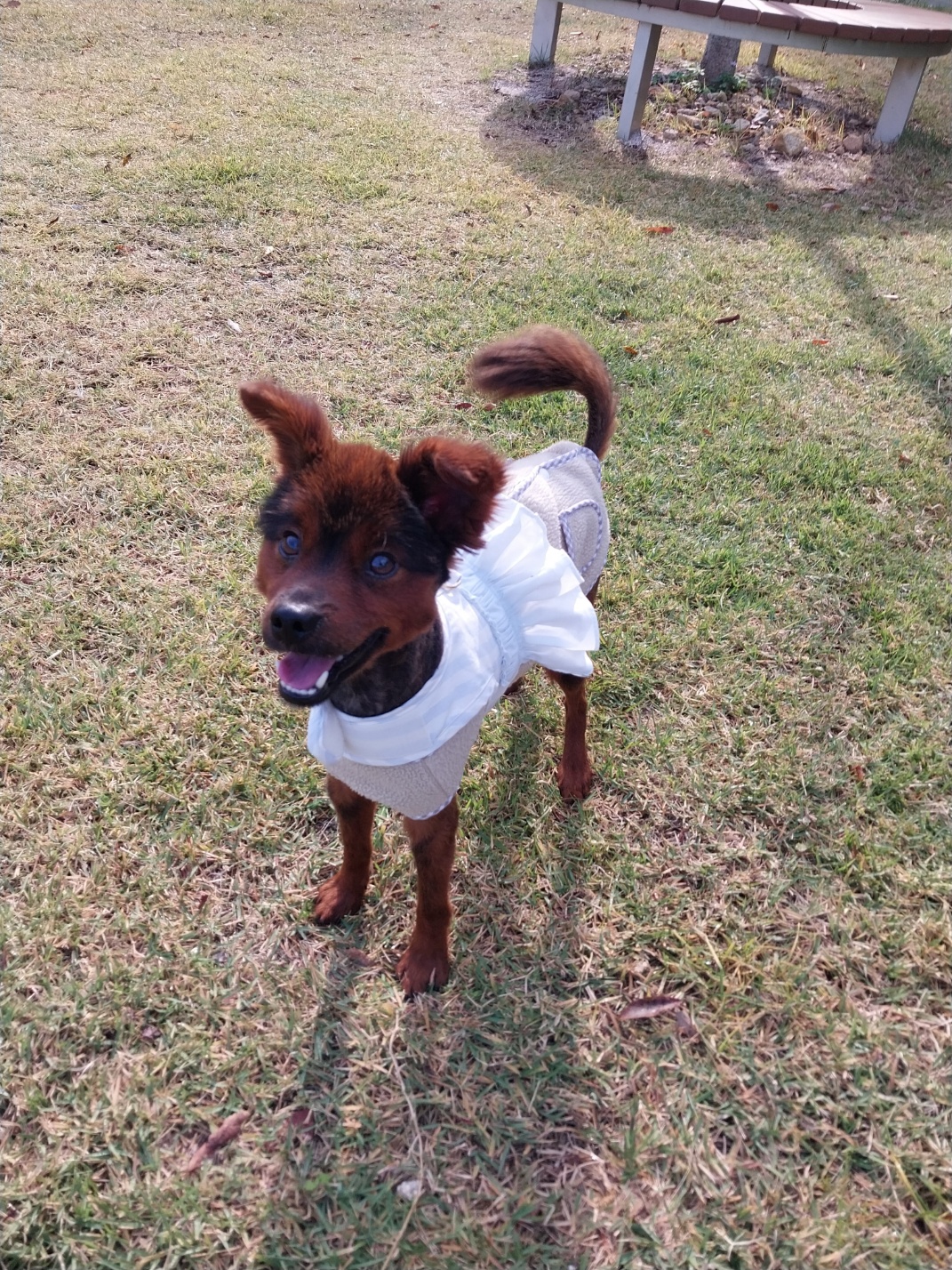 보호중 믹스견의 가…